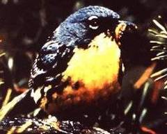 Kirtland's Warbler Kirtland's Warbler